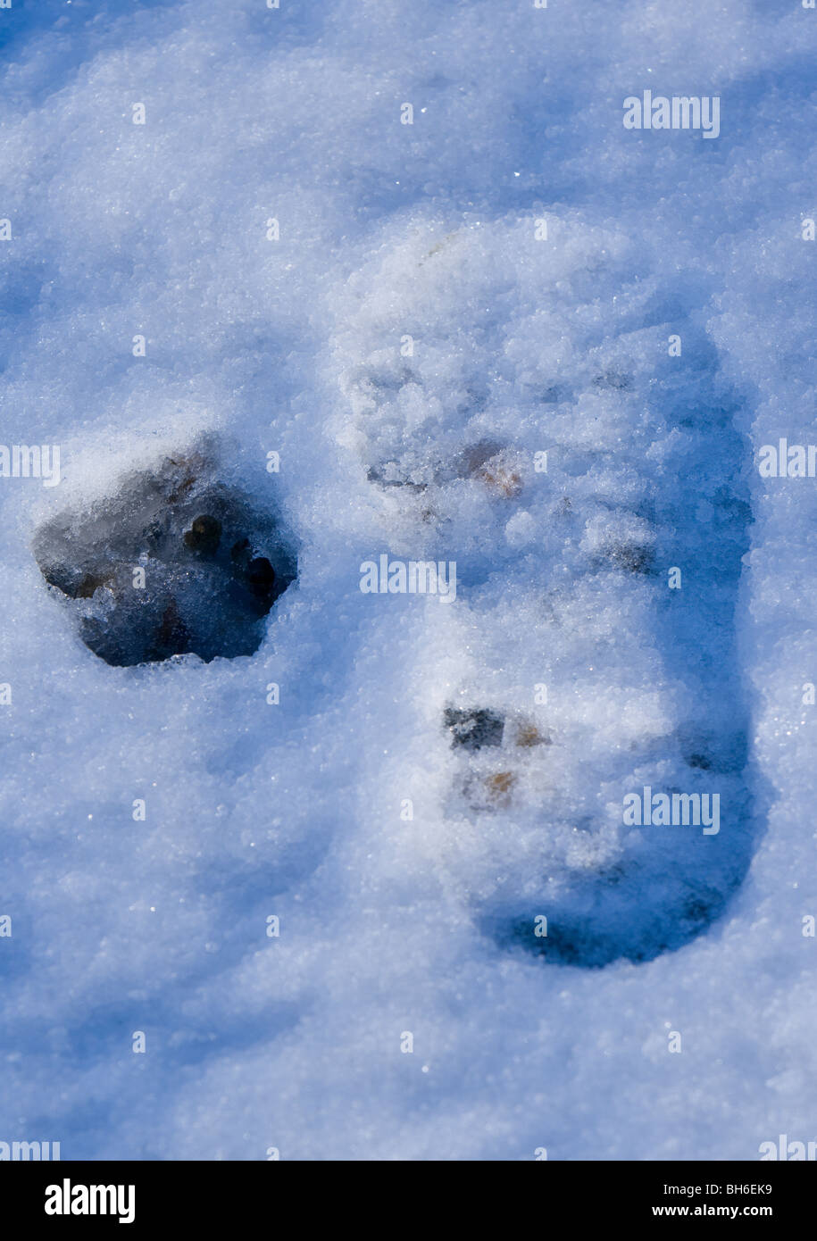 paw print and foot print in snow Wales Stock Photo