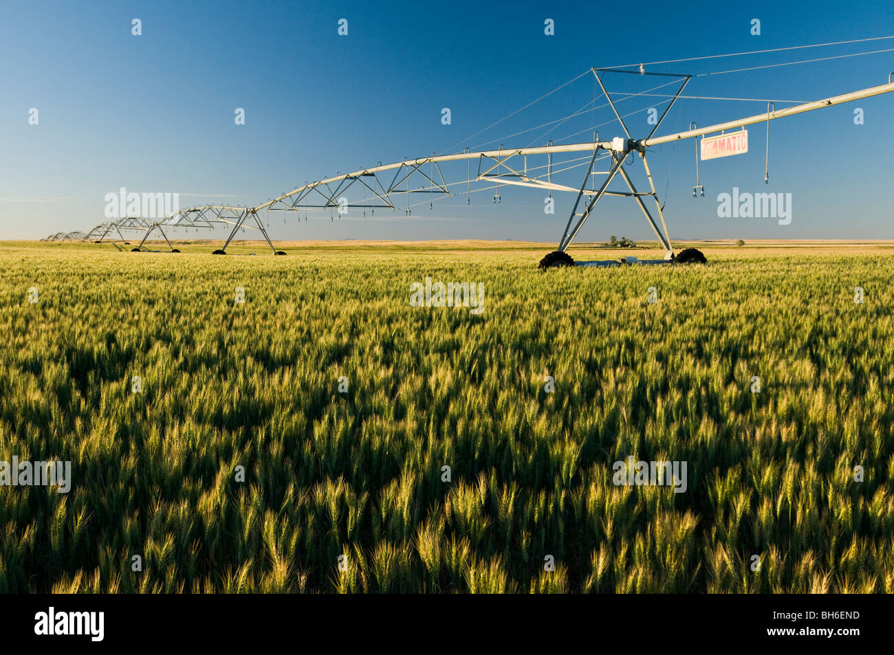 wheat field and irrigation system Stock Photo Alamy