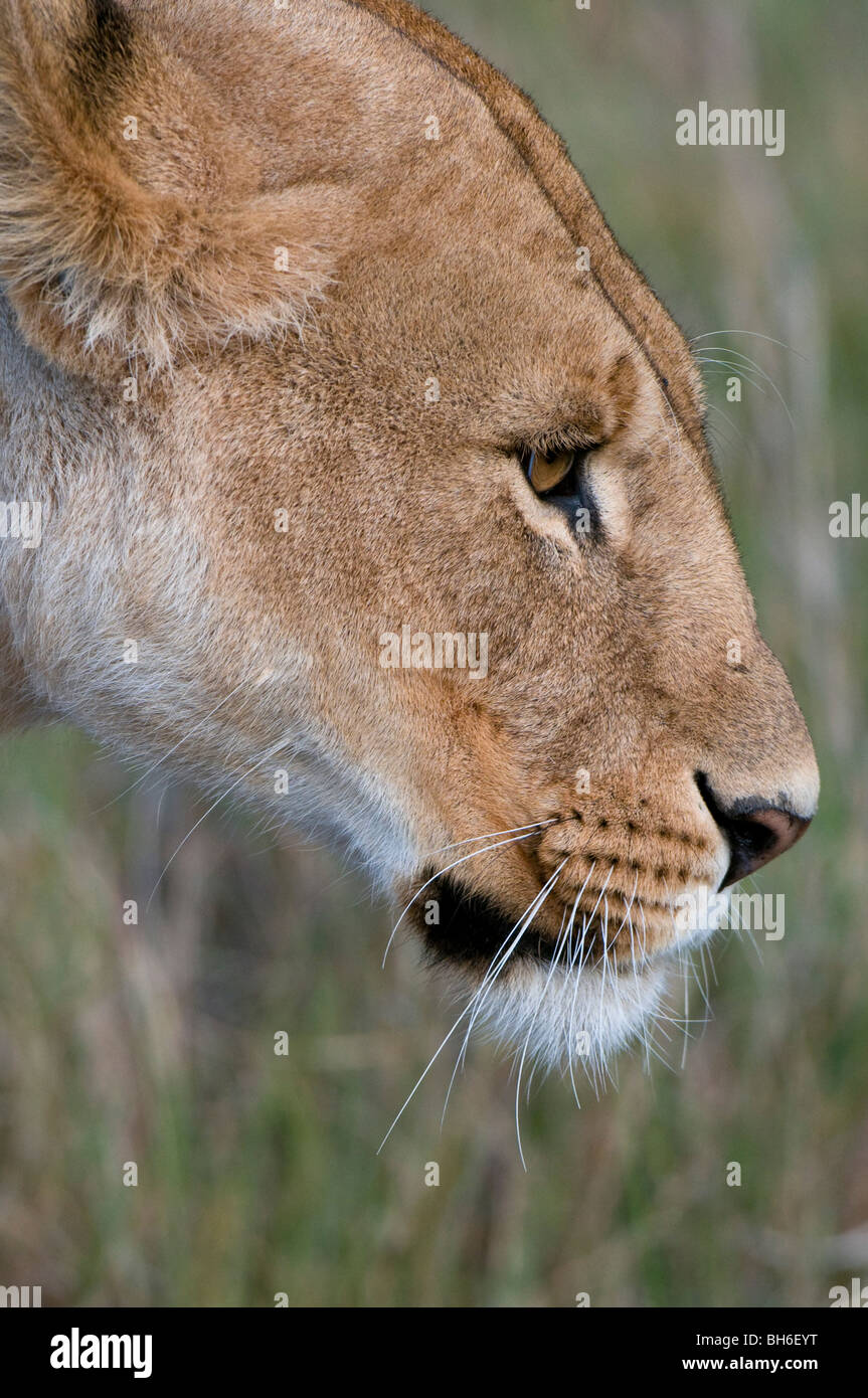 Lioness (Panthera leo), Masai Mara National Reserve, Kenya Stock Photo ...
