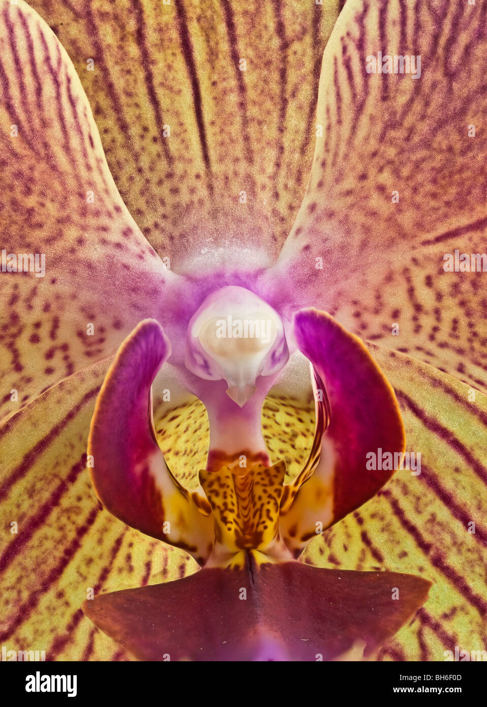 Petals of Phalaenopsis Stock Photo