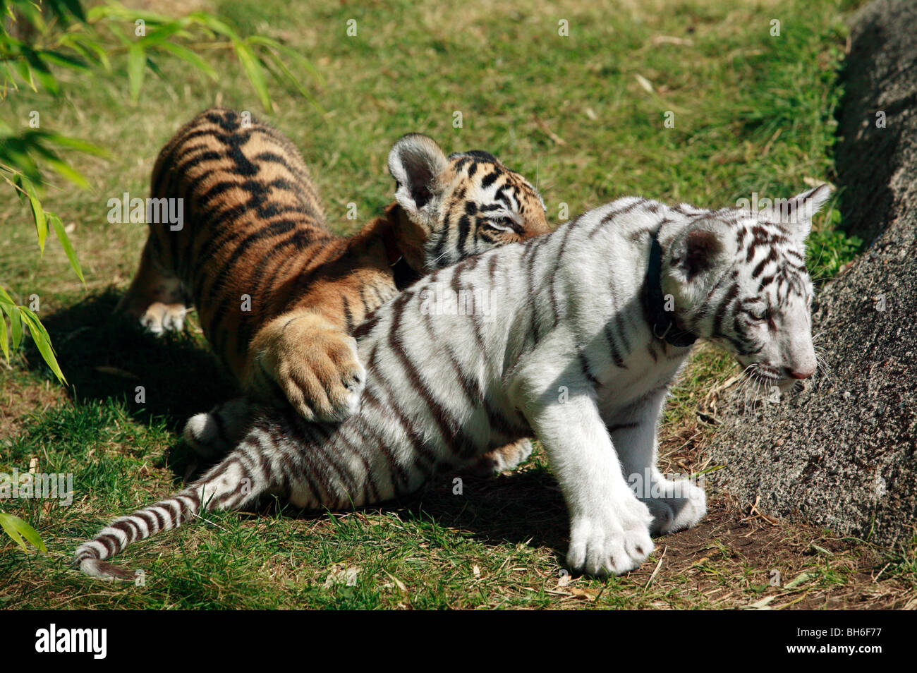 Two young Bengal Tiger Cubs playing  at Cougar Mountain Zoo Stock Photo