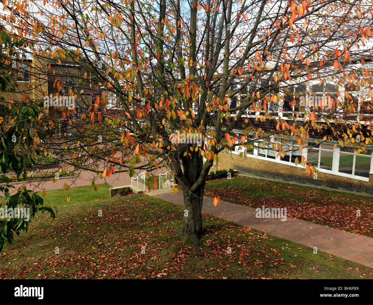 Autumn Tree Campus of the University of Hertfordshire England Stock Photo