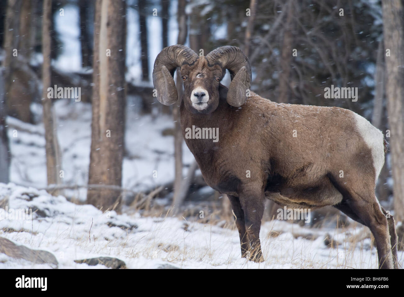 A Rocky Mountain Bighorn Sheep Stock Photo