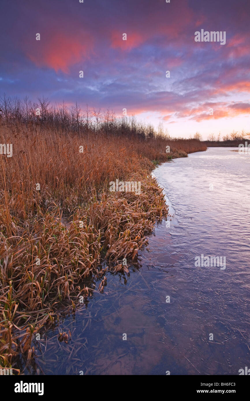 A reed bed around a frozen ice covered pond on a cold winter morning Stock Photo
