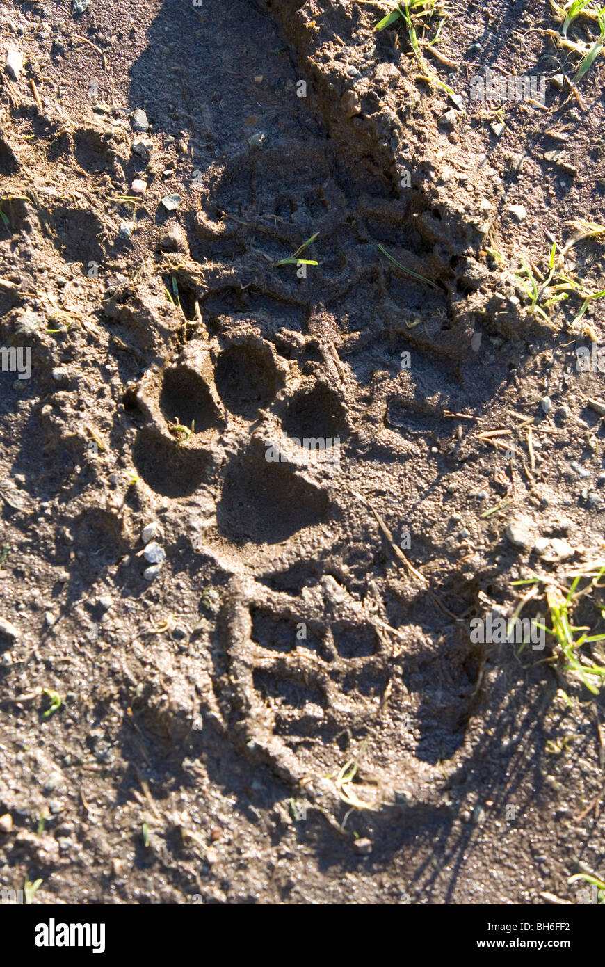 paw print and foot print in mud Farm Stock Photo Alamy