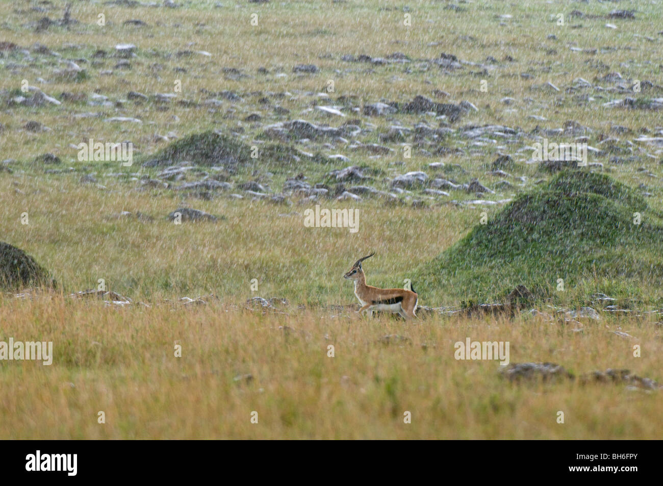 Thomson Gazelle under rainstorm (Gazella thomsoni), Masai Mara National ...