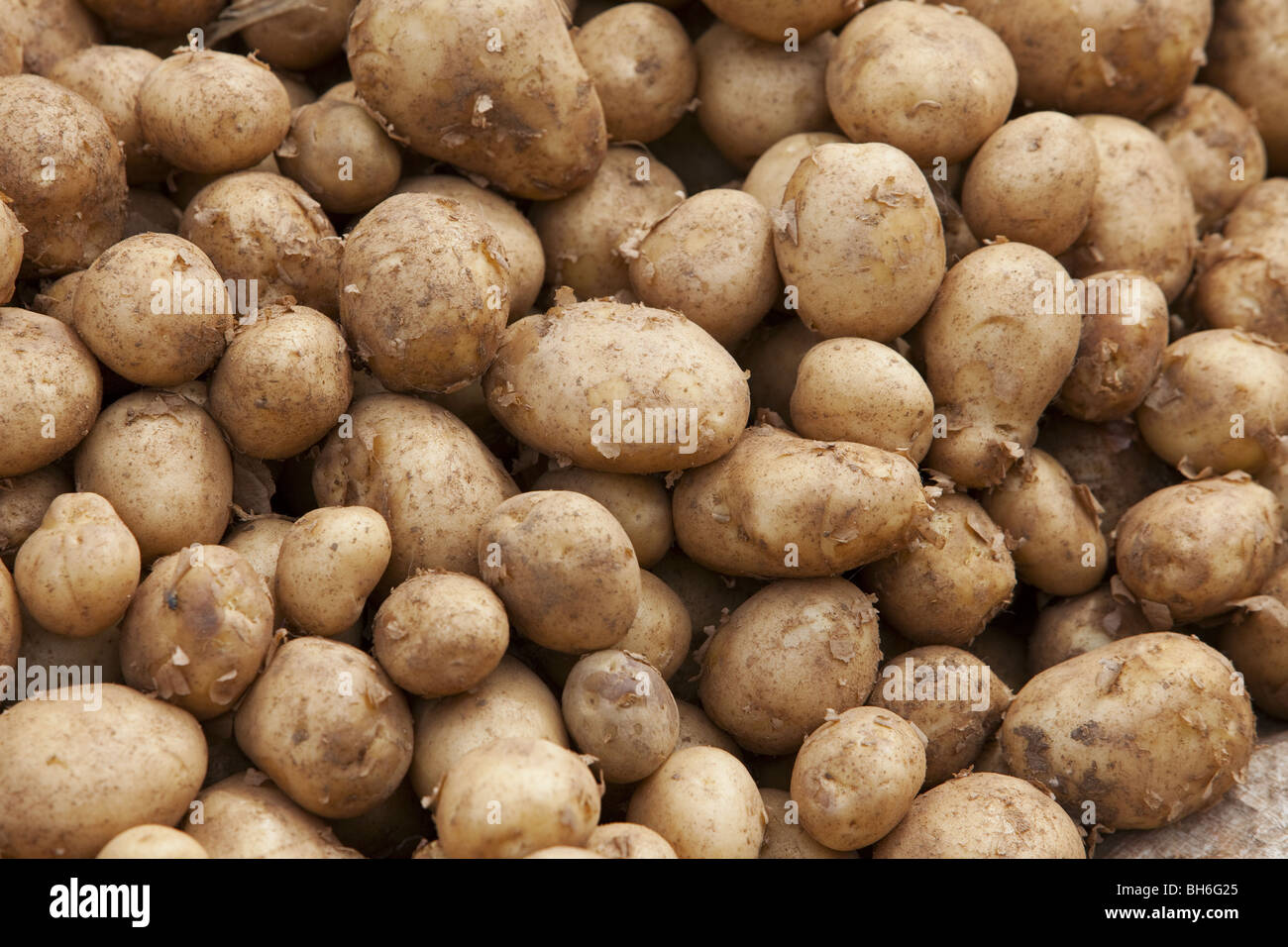 potatoes Stock Photo