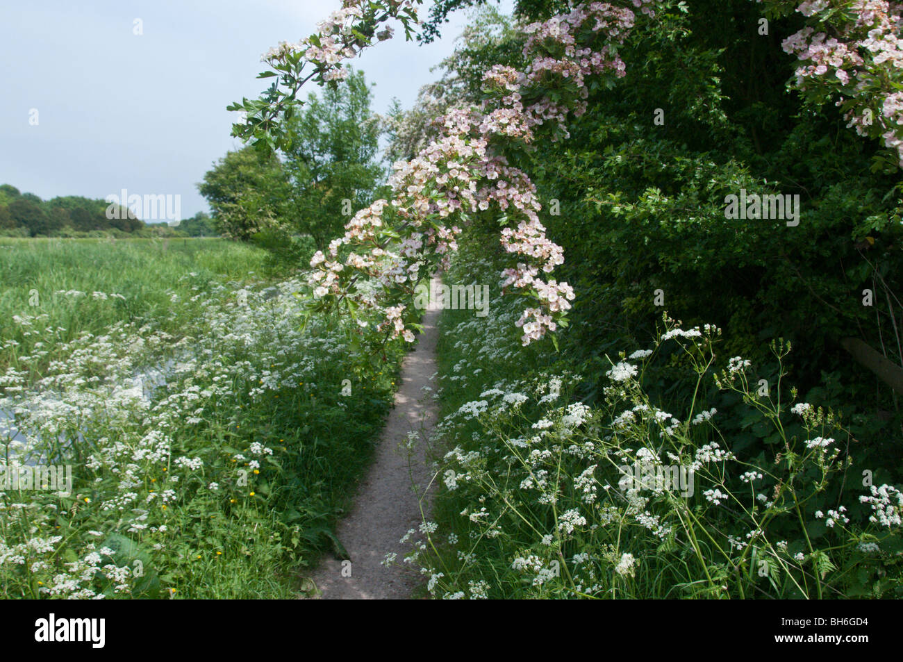Grand union canal wendover arm hi-res stock photography and images - Alamy
