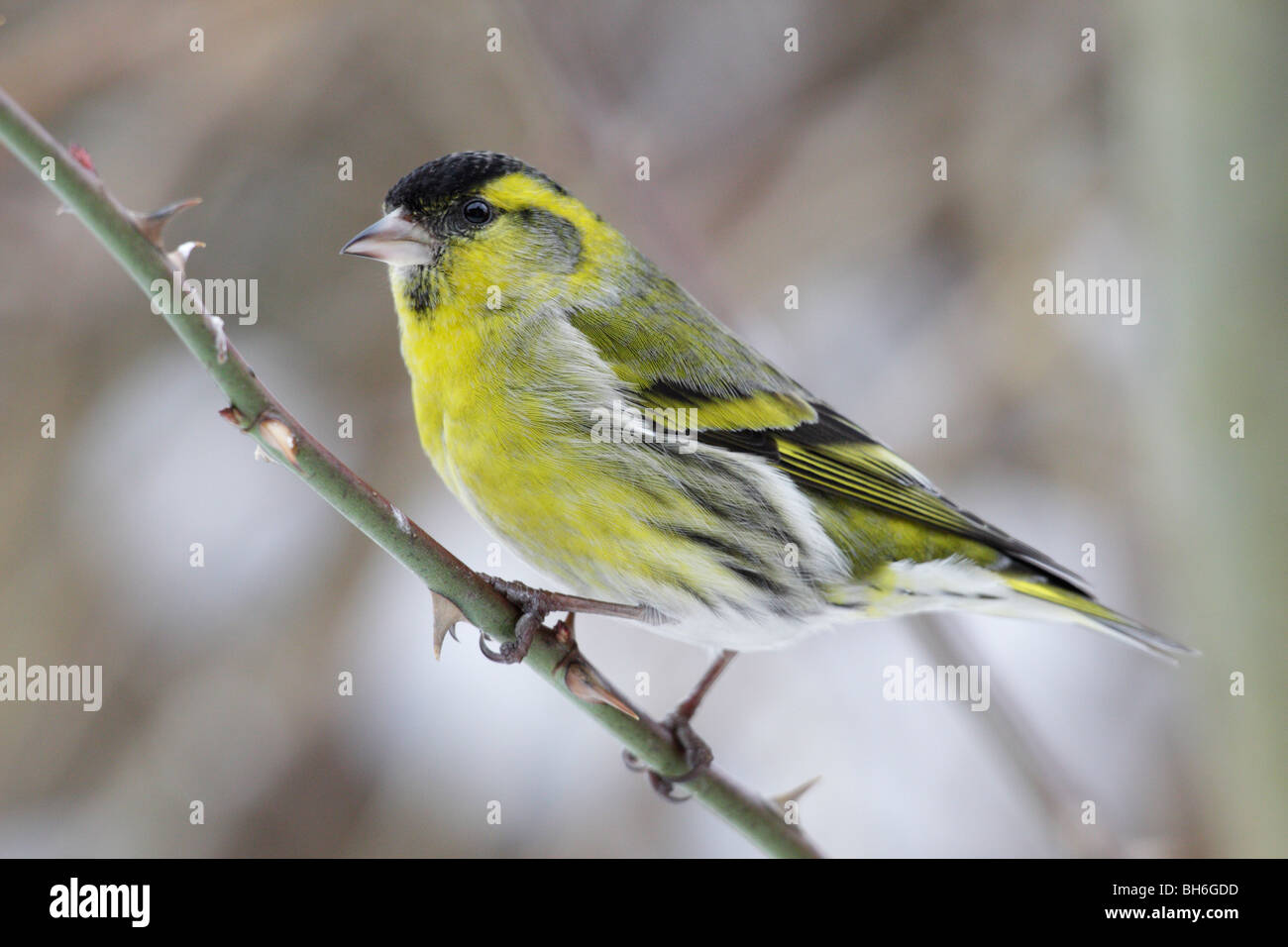 Male Eurasian Siskin in winter Stock Photo