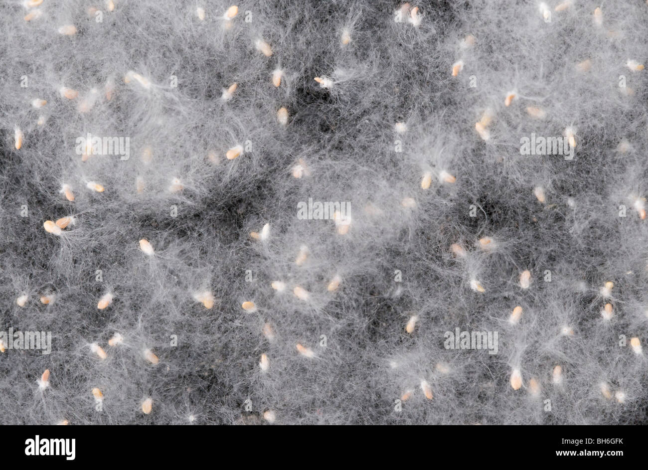 Cottonwood tree seeds hires stock photography and images Alamy