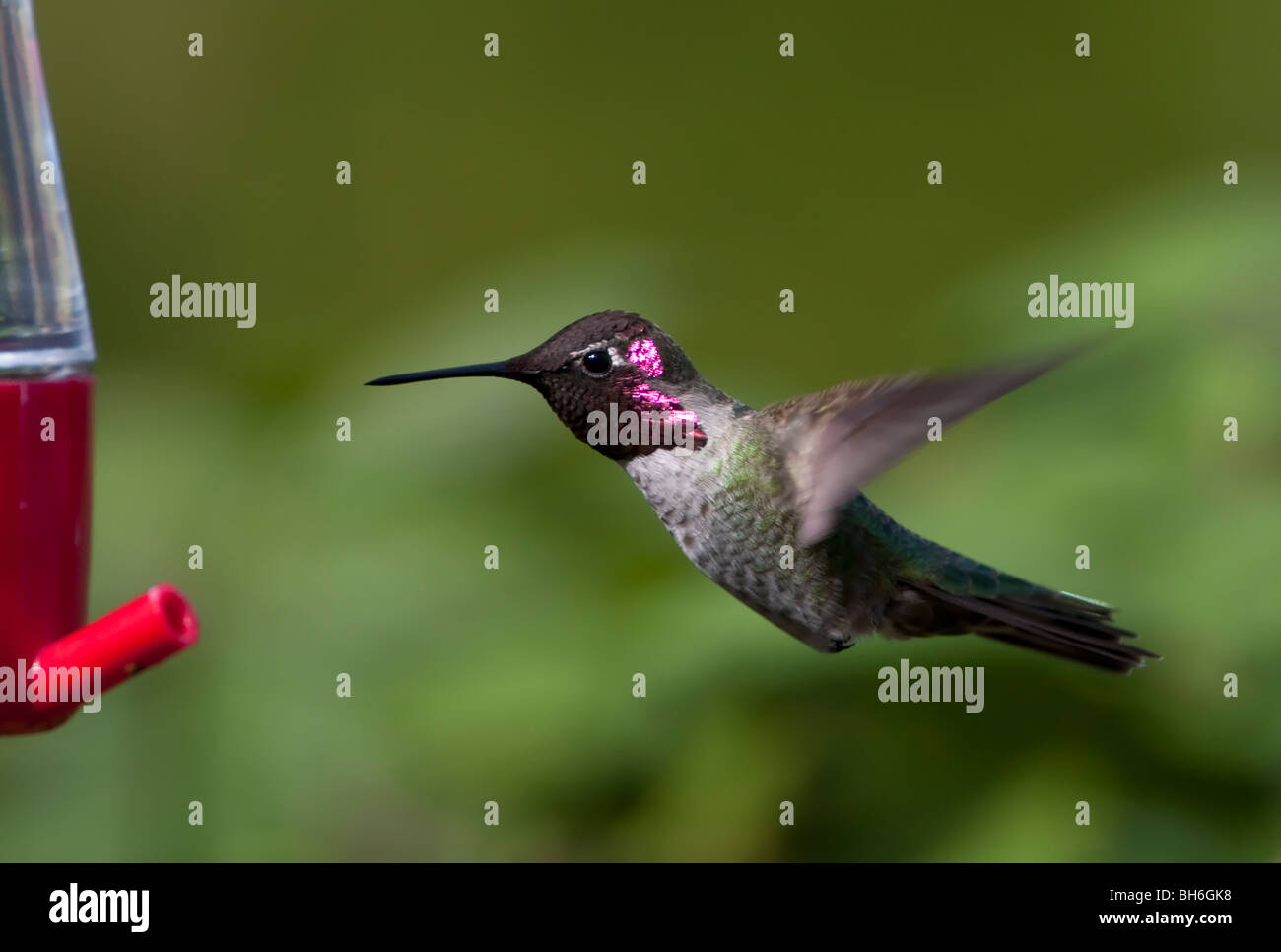 Anna's Hummingbird Calypte anna male hovering at a hummingbird feeder