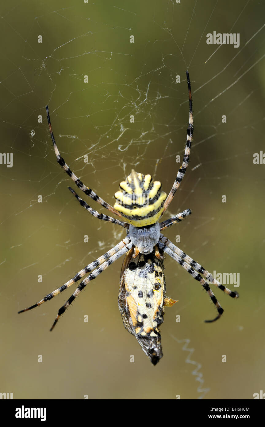 Female Garden Orbweb spider Stock Photo Alamy