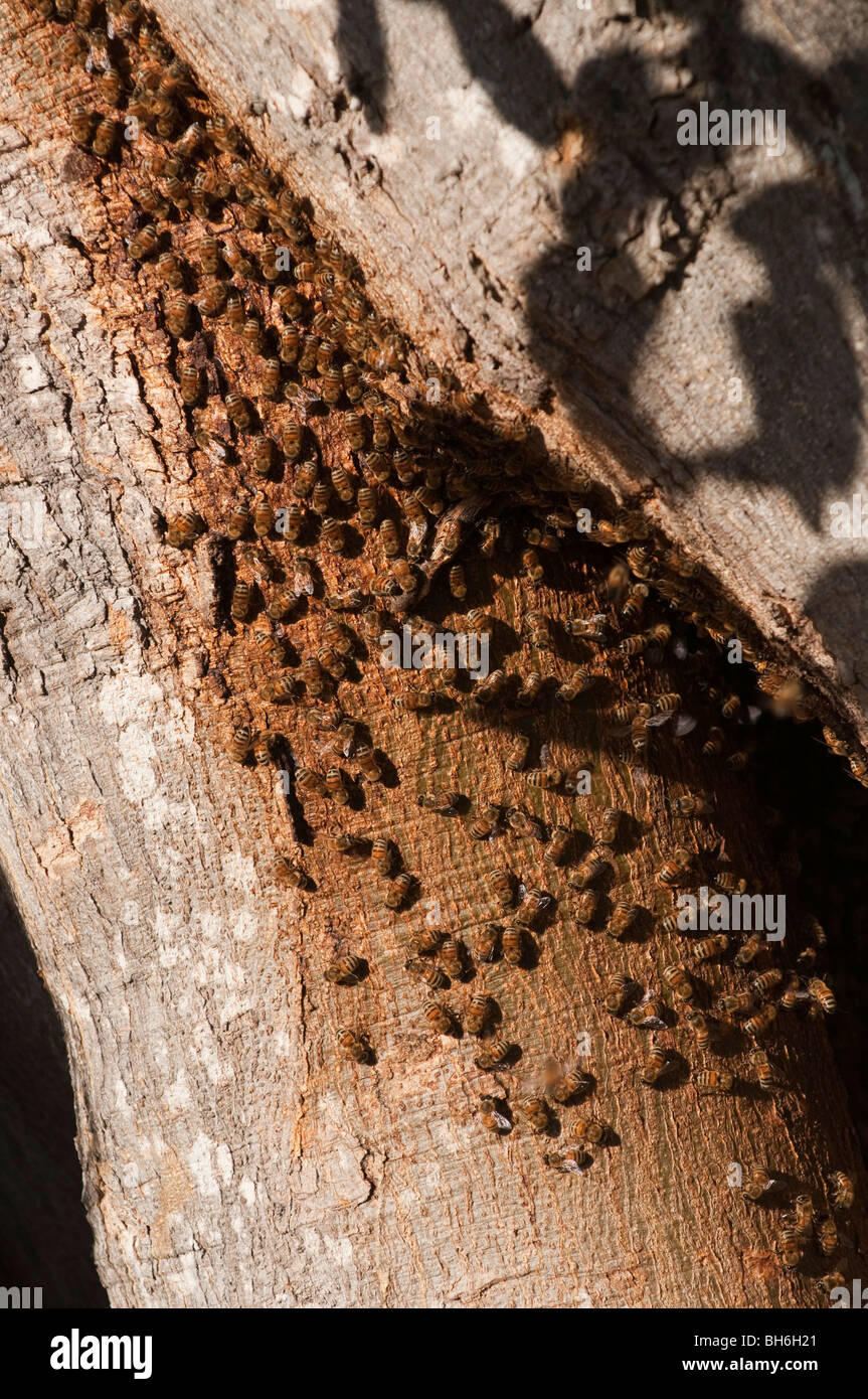 Bee hive on tree, Brisbane, Queensland, Australia Stock Photo