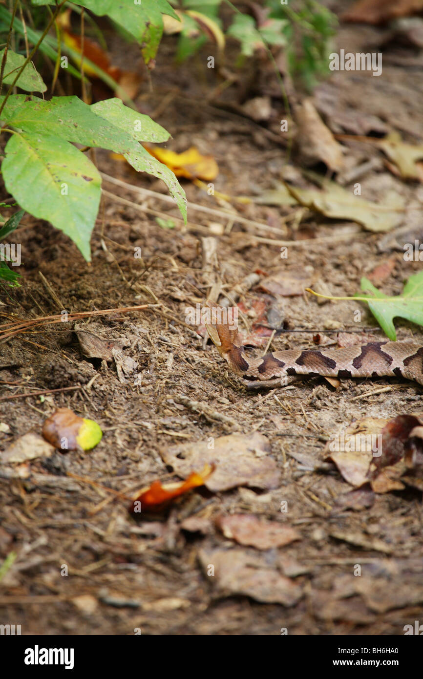 LARGE COPPERHEAD SNAKE LAYING ACROSS A CAMPING FISHING TRAIL DANGEROUS