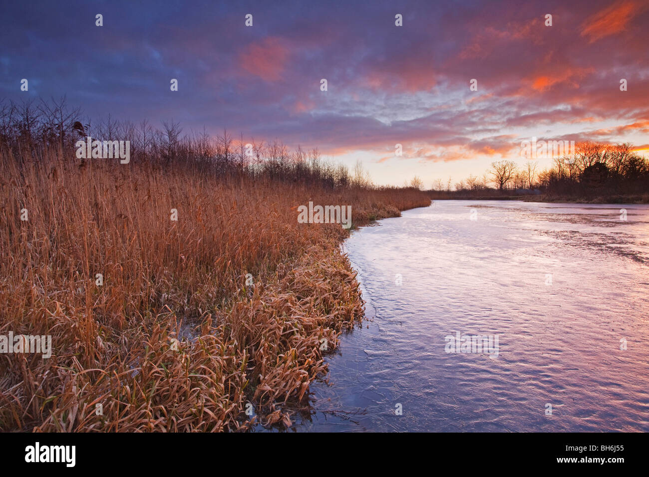 A reed bed around a frozen ice covered pond on a cold winter morning Stock Photo