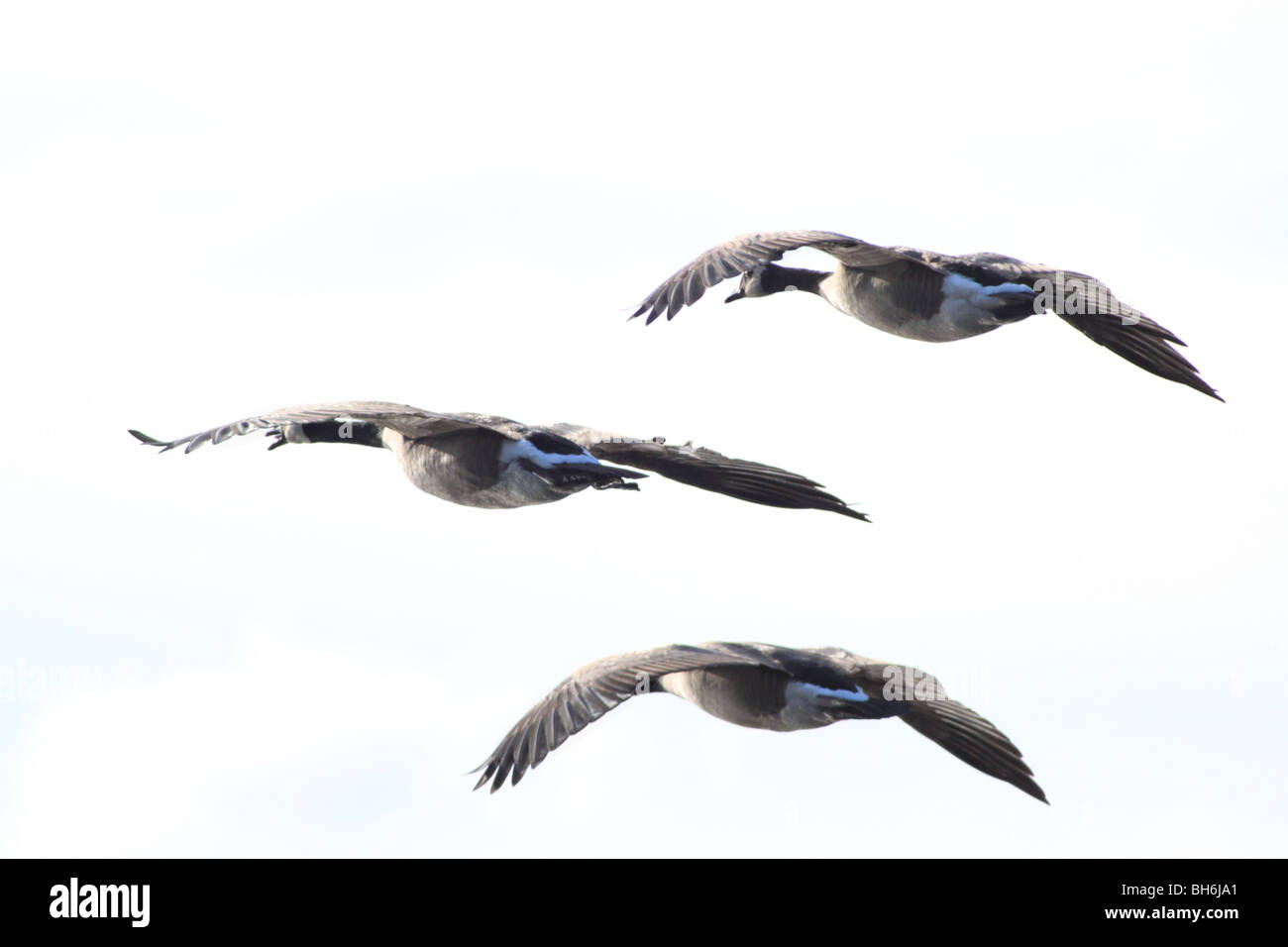 Canadian Geese in-flight in Oregon Stock Photo