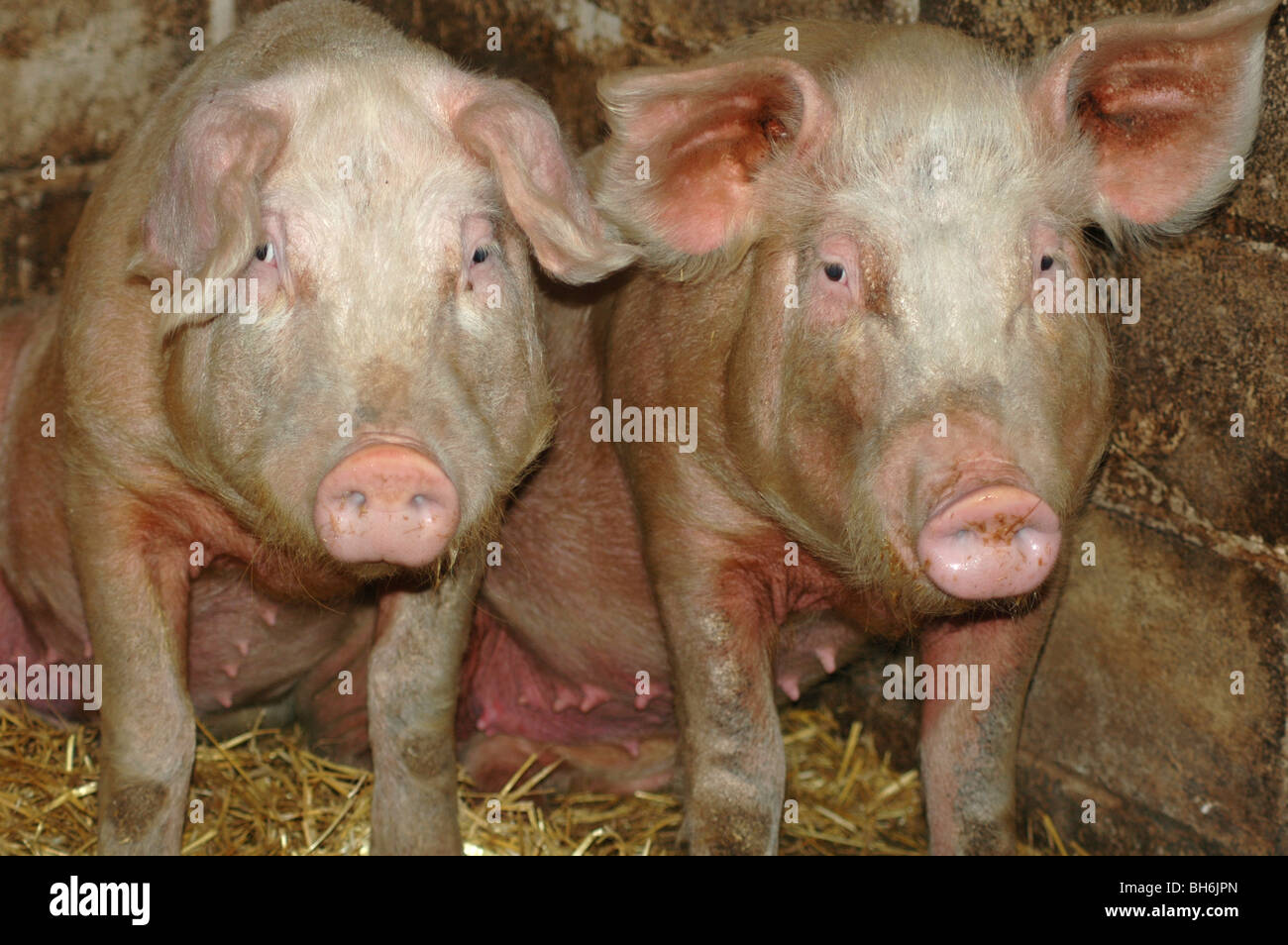 2 pigs looking sad Stock Photo