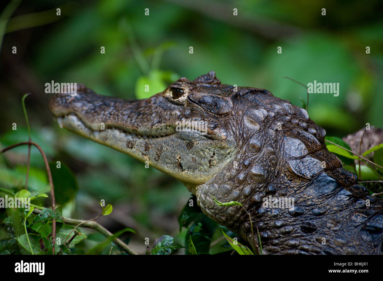 Spectacled caiman at Tortuguero in Costa Rica Stock Photo
