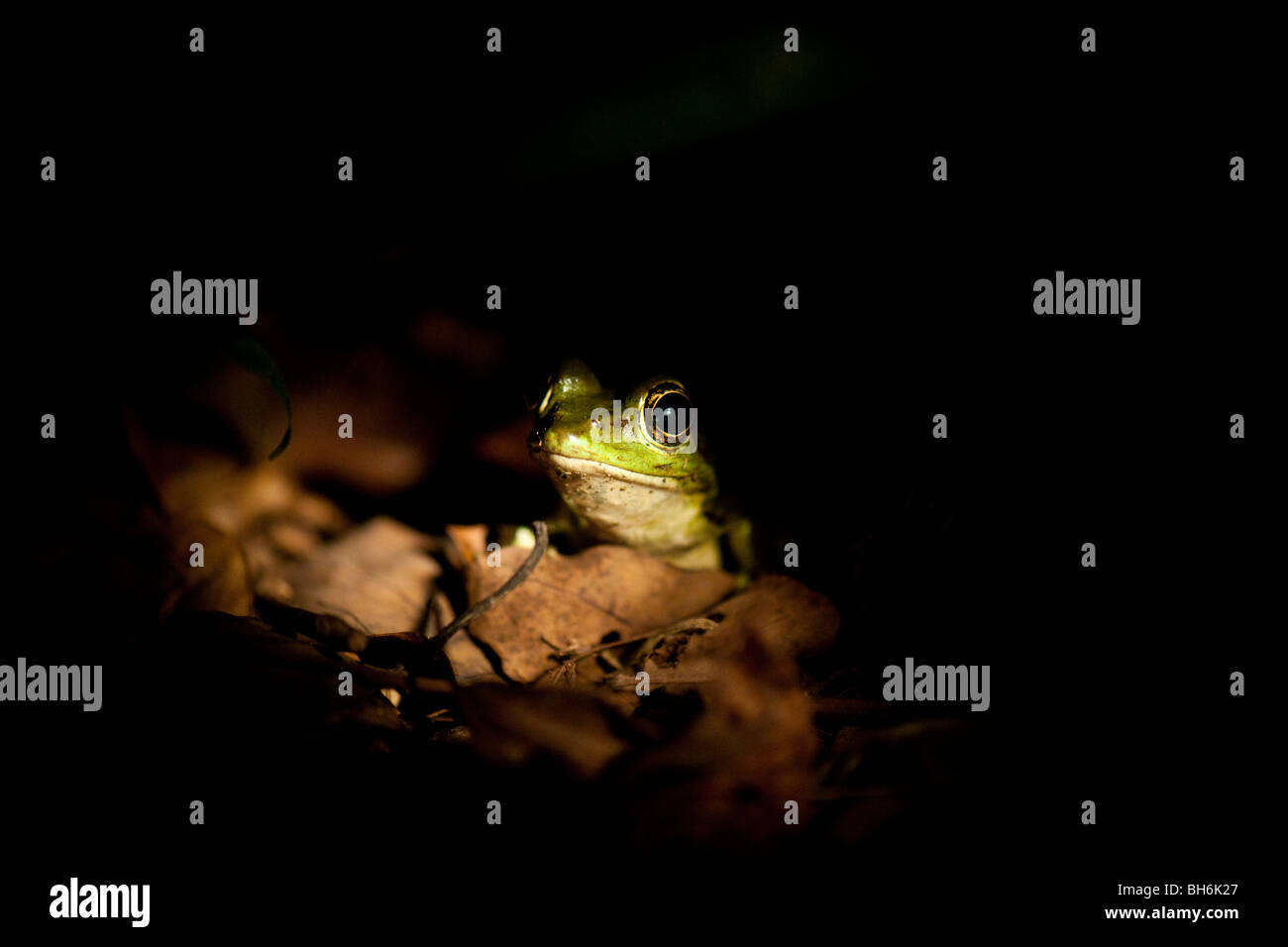 Red eyed treefrog in the Frog Pond in Ranario, Santa Elena, Costa Rica Stock Photo