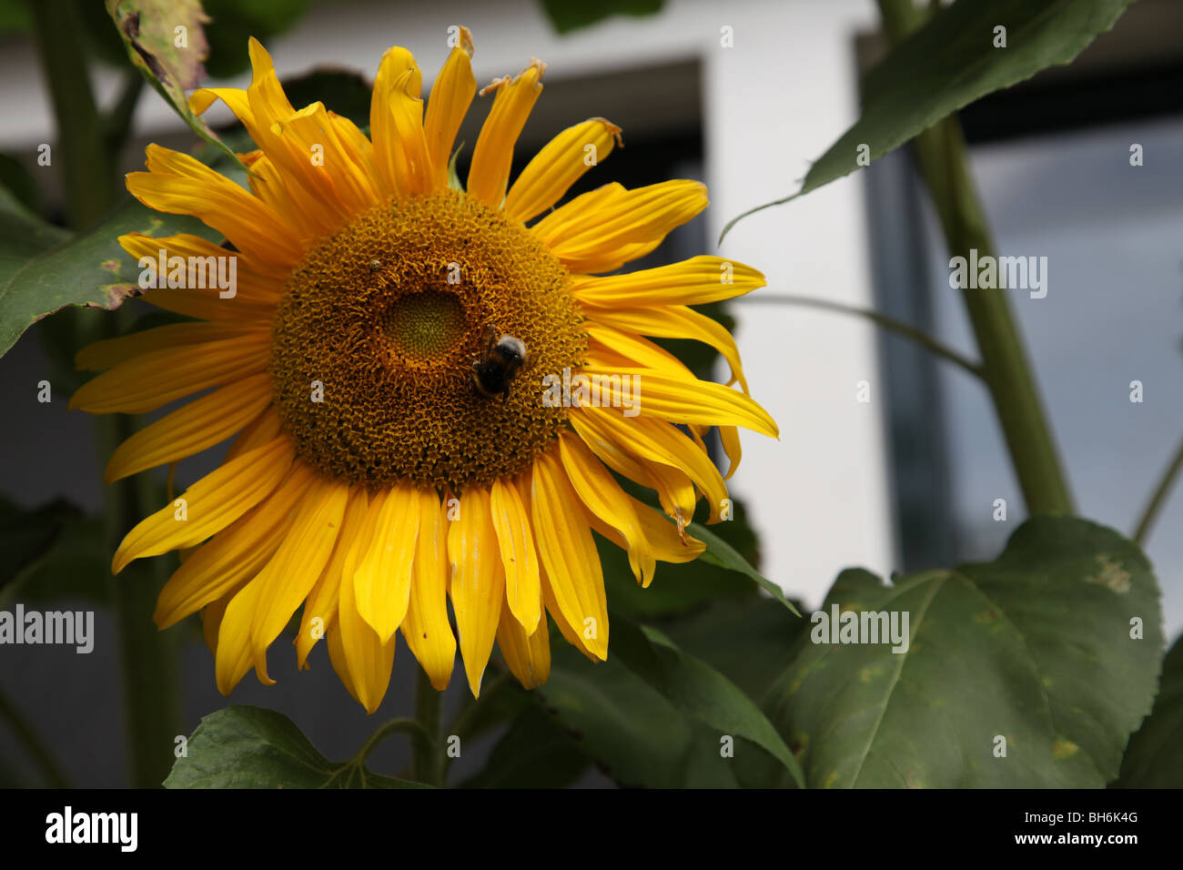 Bee alighting on sunflower Stock Photo