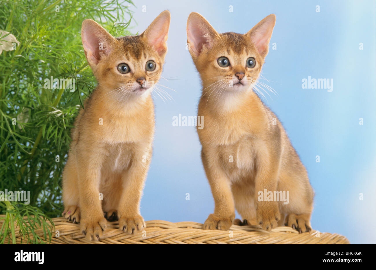 Abyssinian cat - two kittens sitting Stock Photo