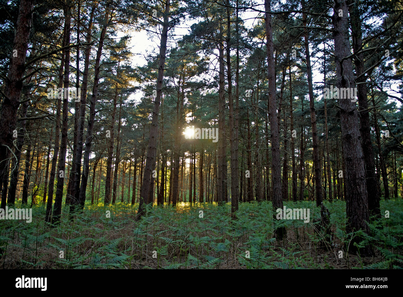 Rendlesham forrest suffolk uk hires stock photography and images Alamy