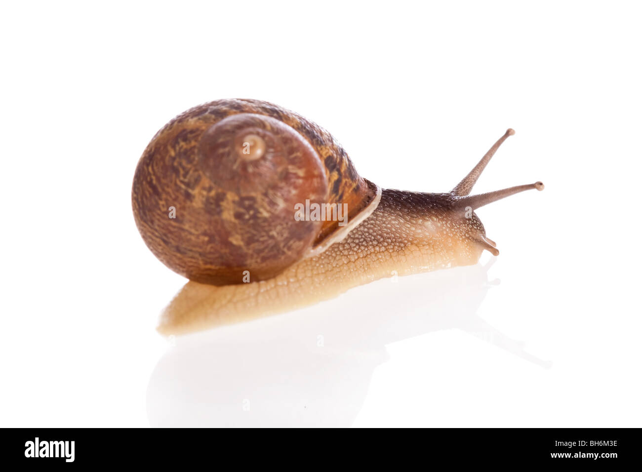 Garden snail (focus on head) isolated on a white background Stock Photo