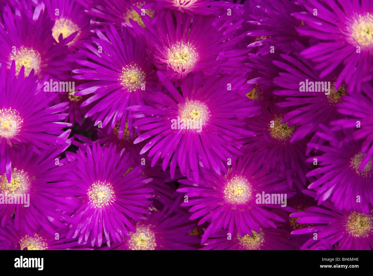 Purple trailing ice plant - Lampranthus Spectabilis - flower family 'Aizoaceae' Stock Photo
