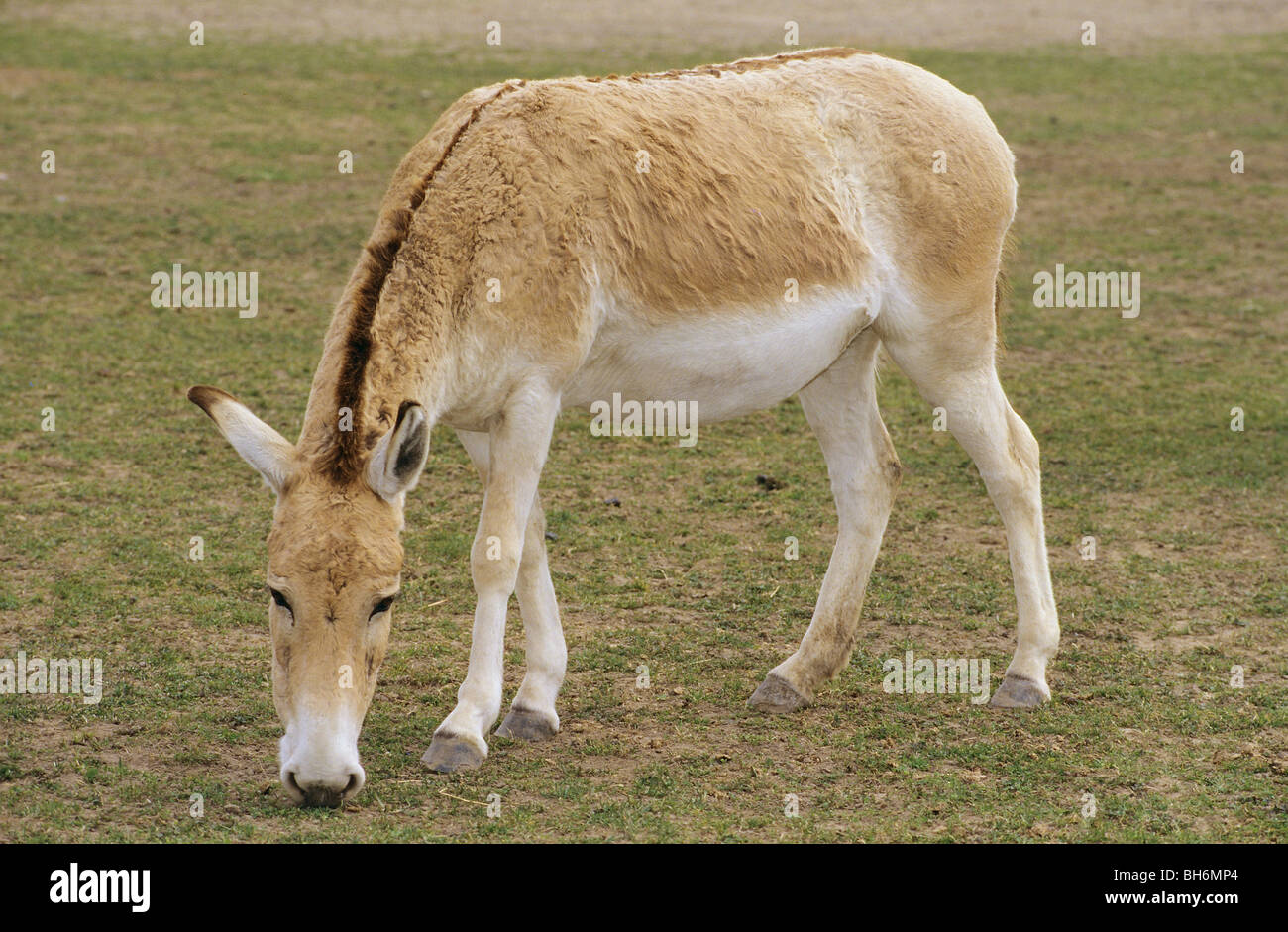 Onager donkey on meadow - munching / Stock Photo