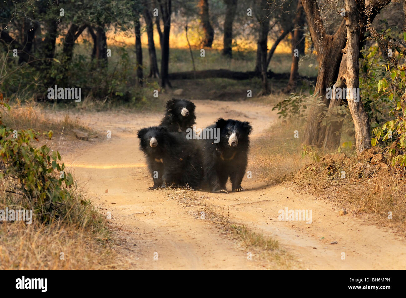 Sloth Bear family (Melursus ursinus), also known as the Labiated Bear, in Ranthambhore national park Stock Photo