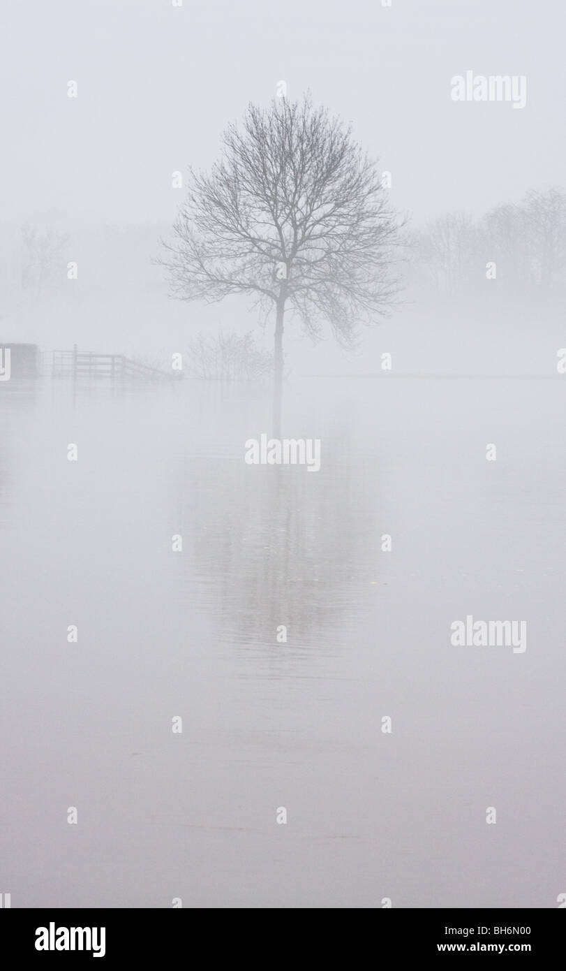 Misty Tree reflected on water Stock Photo