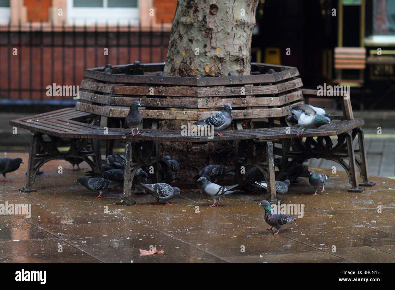 Pigeons Congregate On A Wooden Bench Around A Tree Trunk In London