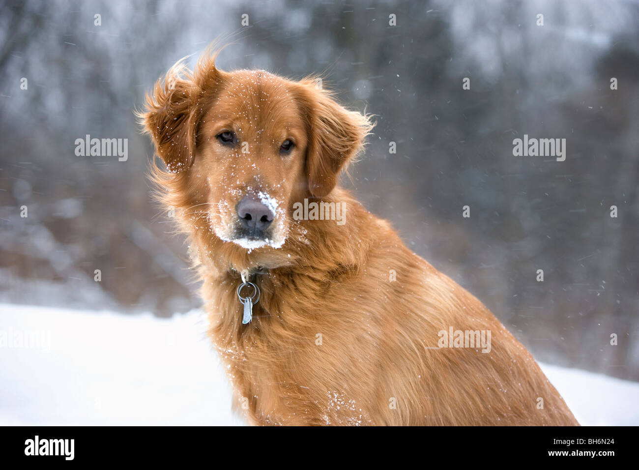 Portrait of handsome and intelligent golden retriever dog posing in a snowy field Stock Photo