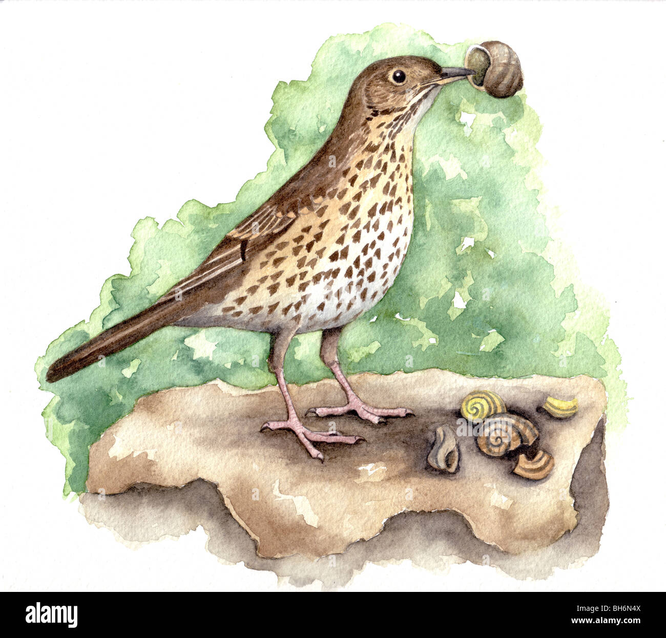 Song thrush (turdis philomelus) breaking open snail shells Stock Photo ...