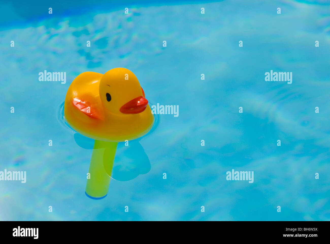 Yellow rubber duck swimming pool thermometer Stock Photo Alamy