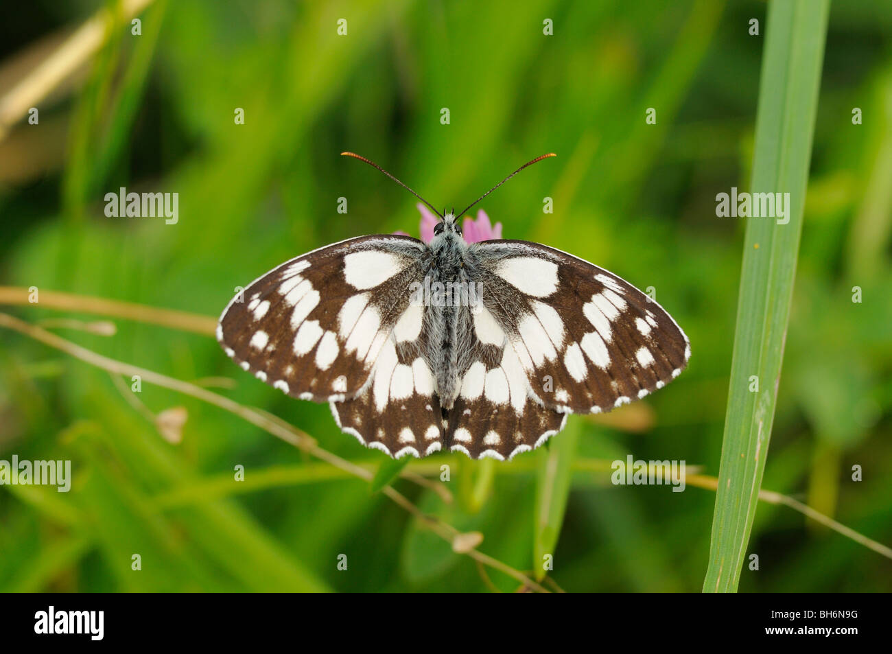 Marbled White Melanargia galathea Photographed in UK Stock Photo