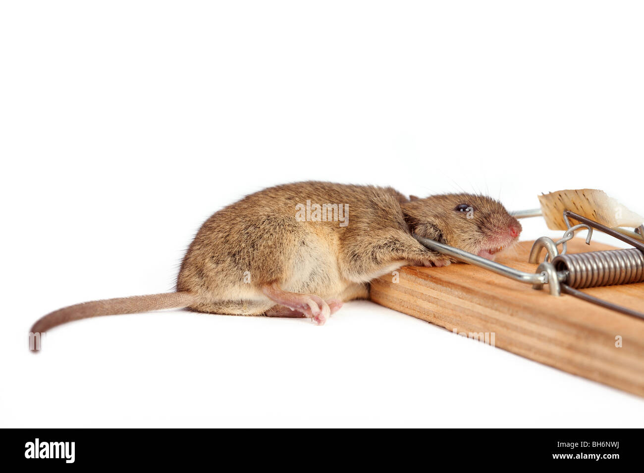 Dead mouse caught in snap trap on white background, closeup Stock