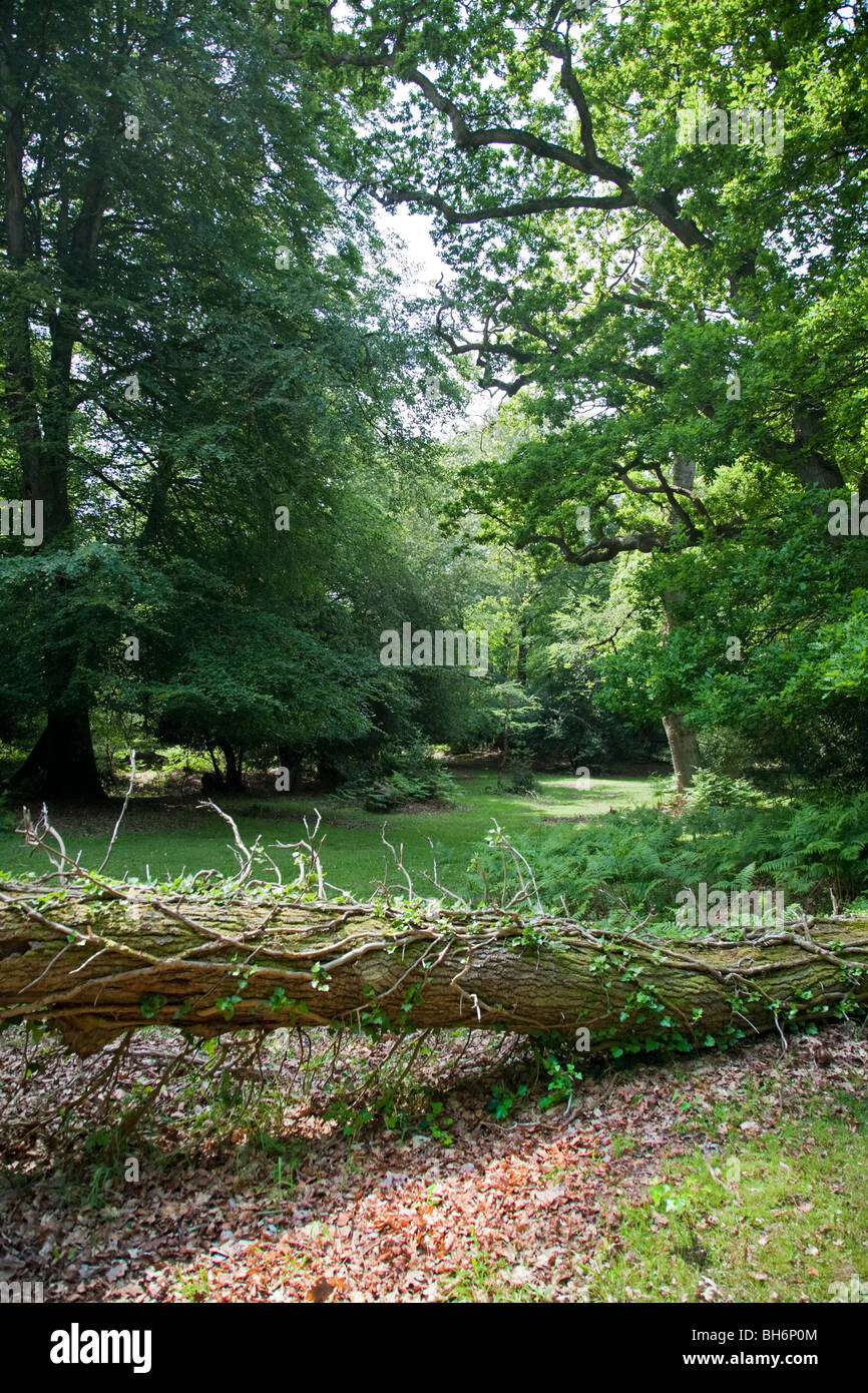 Glade in the New Forest National Park, Hampshire, England Stock Photo