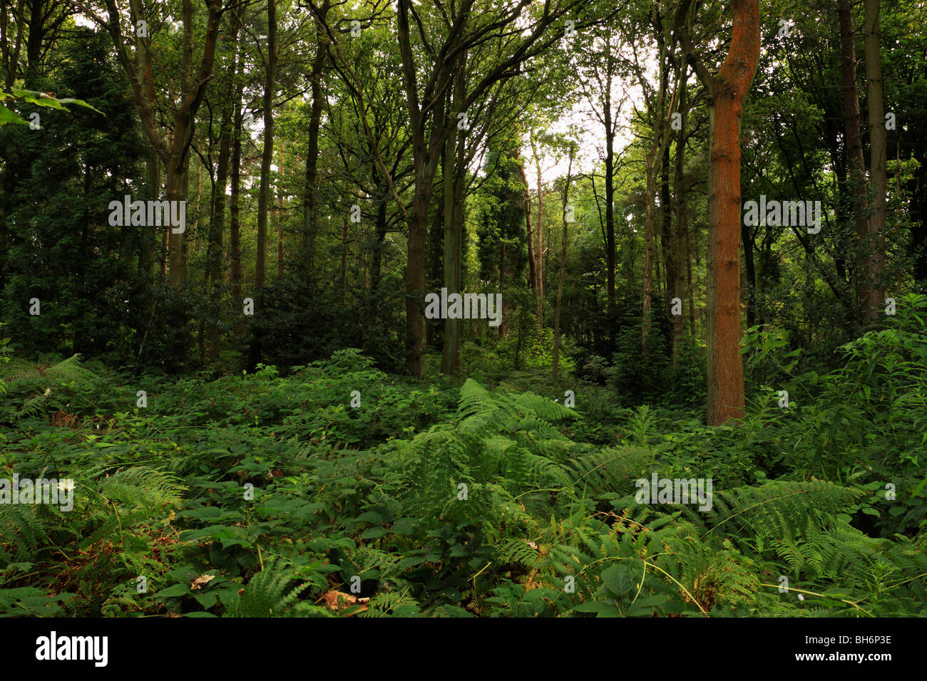 Mature woodland with thick ground cover of bracken and brambles. Baggeridge Country Park, South Staffs. Stock Photo