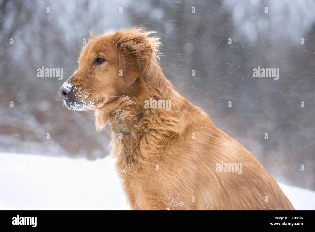 Golden retriever dog hi-res stock photography and images - Alamy