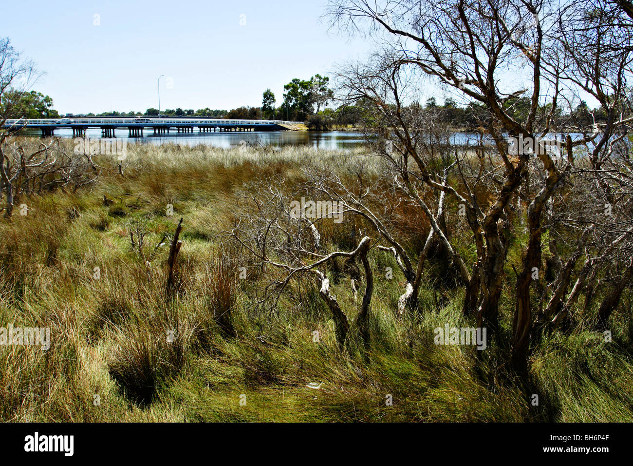 Vegetation near Riverton Bridge at Canning River Regional Park near Perth, Western Australia. Stock Photo