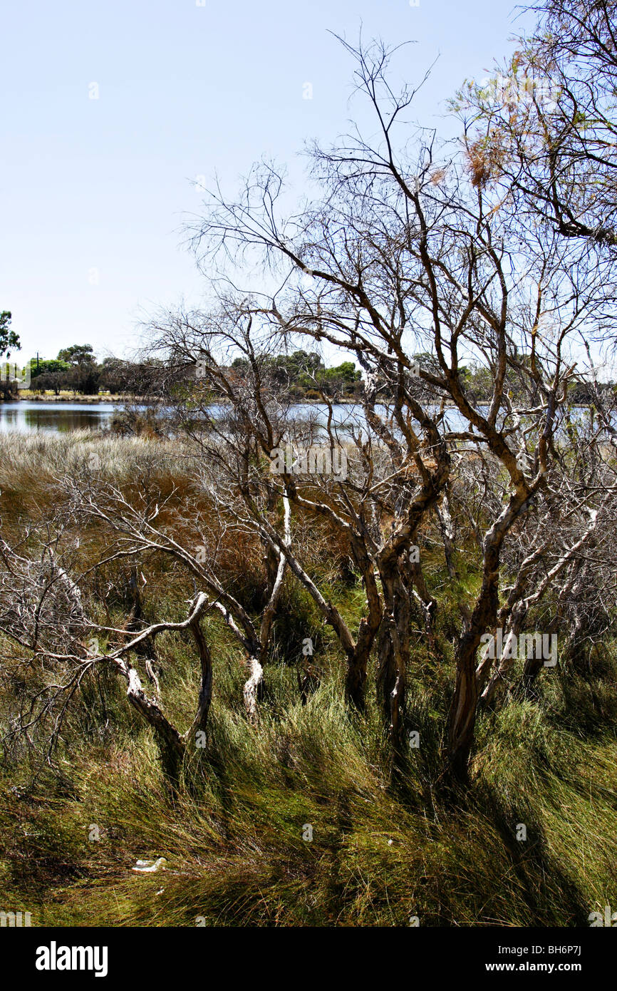 Vegetation near Riverton Bridge at Canning River Regional Park near Perth, Western Australia. Stock Photo