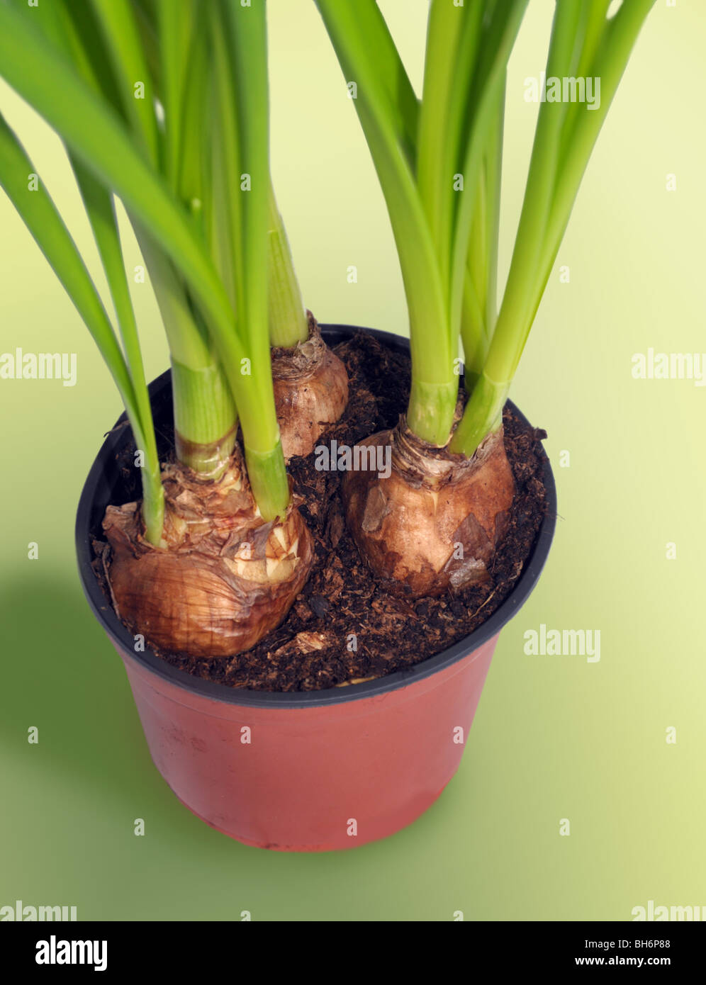a flower pot holding three mature/growing plant bulbs. Stock Photo