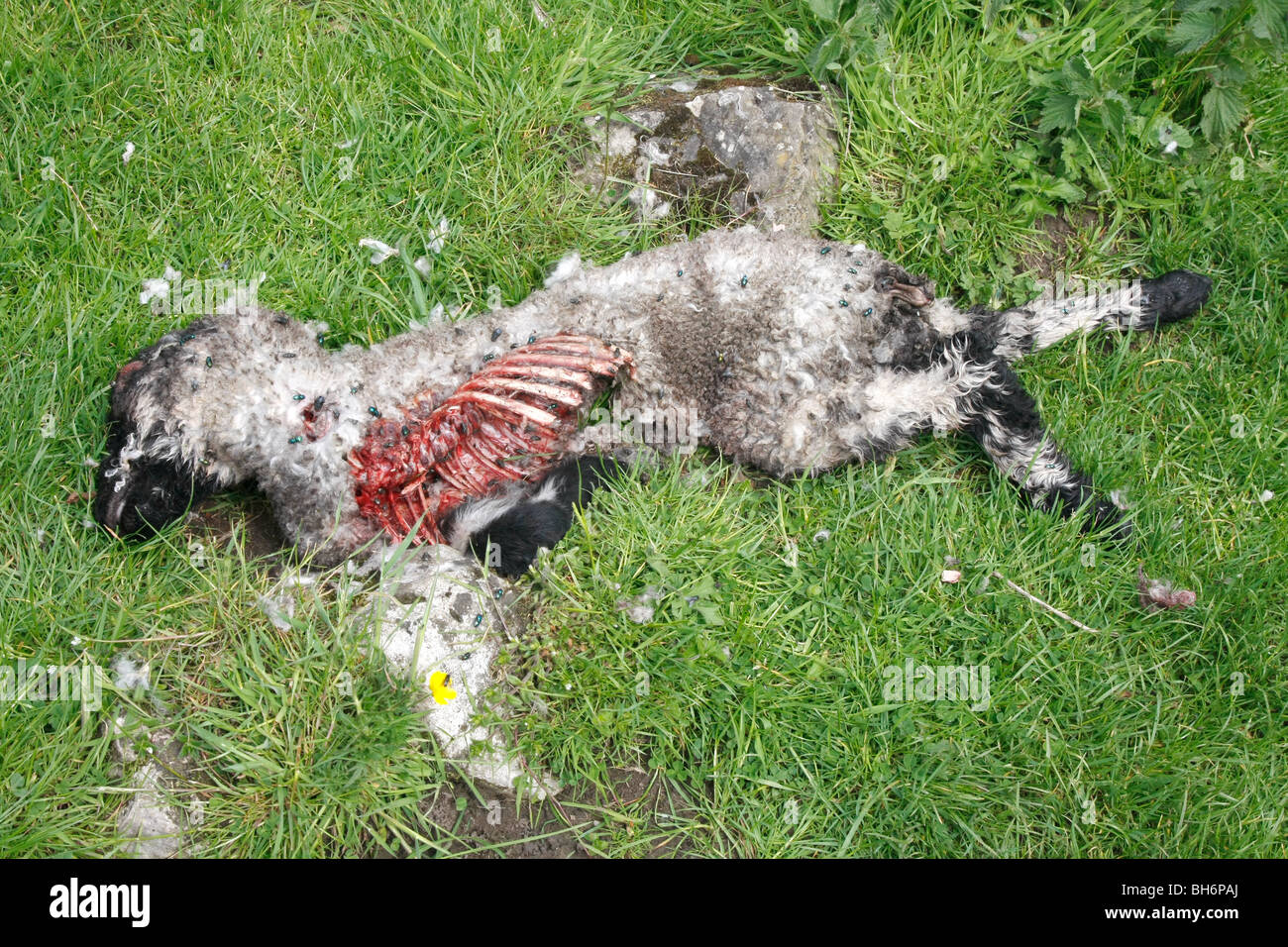 A dead sheep carcass in a field in the Derbyshire Peak District, UK Stock Photo