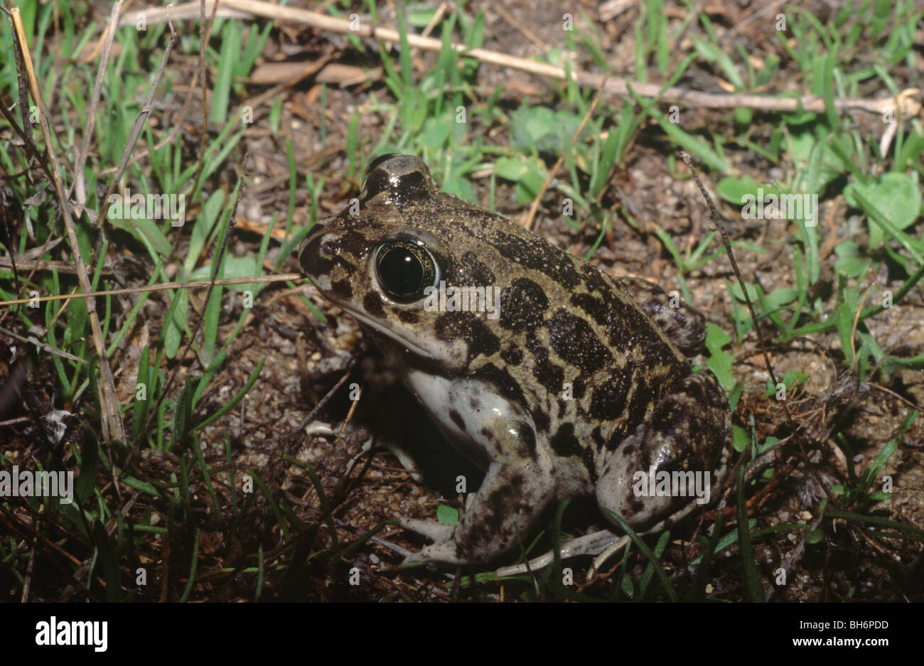 Western Spadefoot toad (Pelobates cultripes) Stock Photo