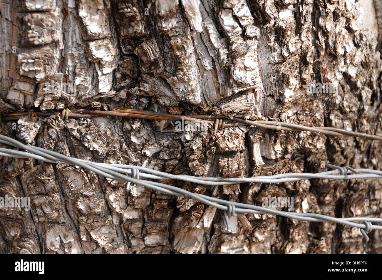 Barbed Wire And Tree High Resolution Stock Photography and Images Alamy
