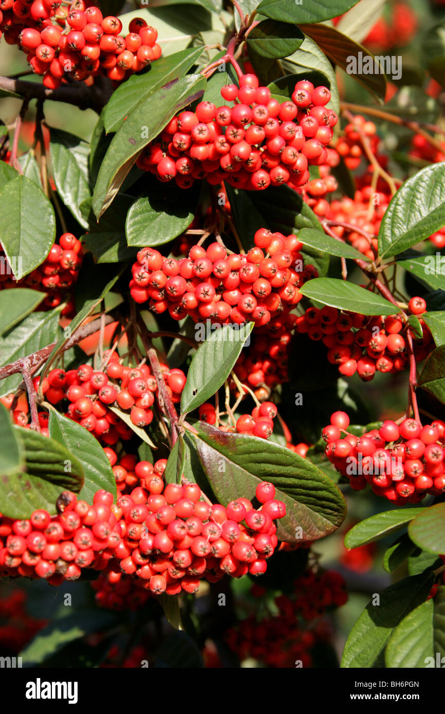 Milkflower Cotoneaster, Parney Cotoneaster or Parney's Red Clusterberry, Cotoneaster lacteus, Rosaceae, China Stock Photo