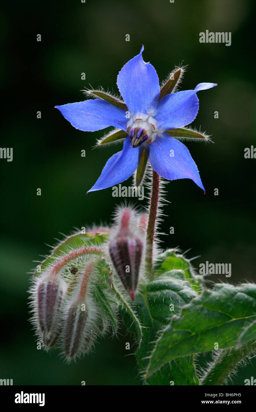 Common borage borago officinalis hi-res stock photography and images ...