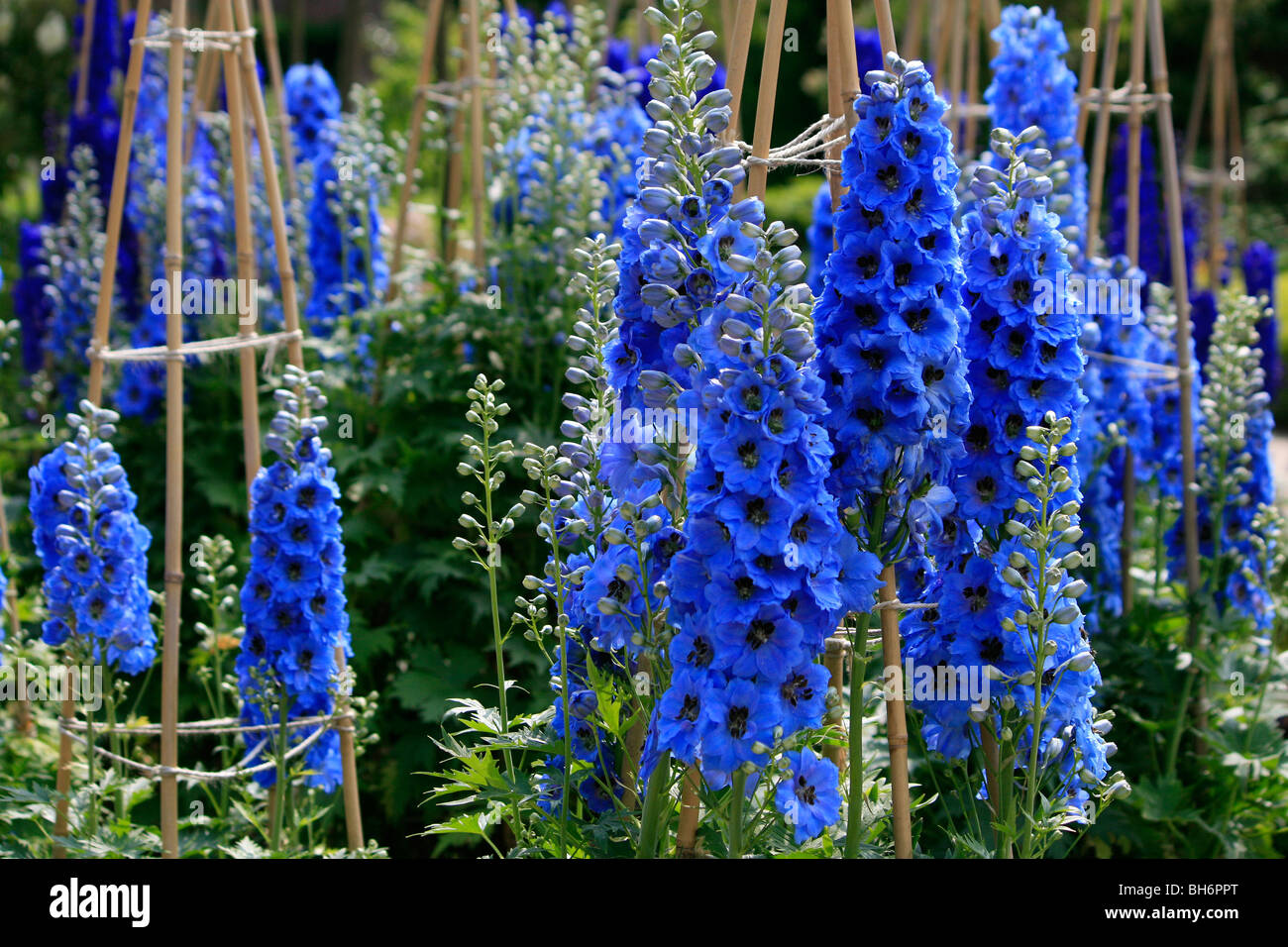 Delphiniums blooming at Alnwick Garden in Northumberland. Stock Photo