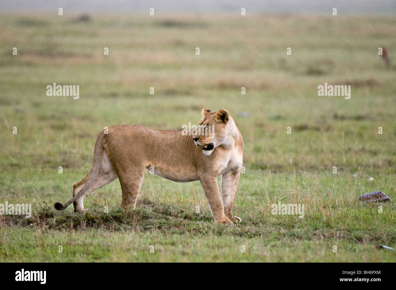 Lioness (Panthera leo), Masai Mara National Reserve, Kenya Stock Photo ...